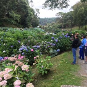A tour of Trebah Gardens