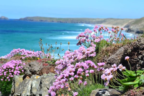 Sea Thrift on the cliffs at Perranporth