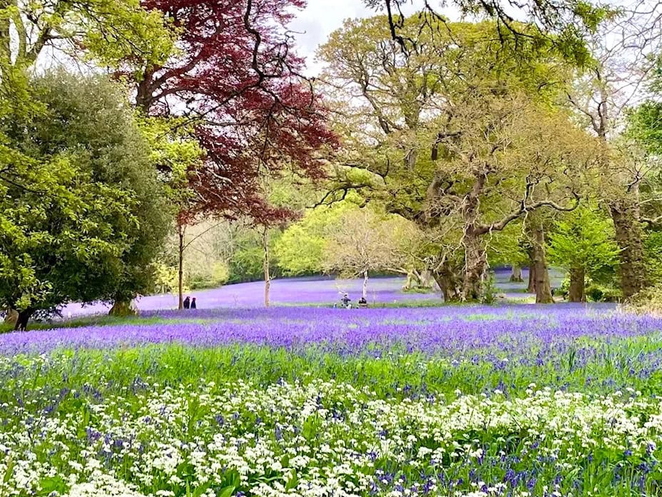 Enys Gardens bluebells