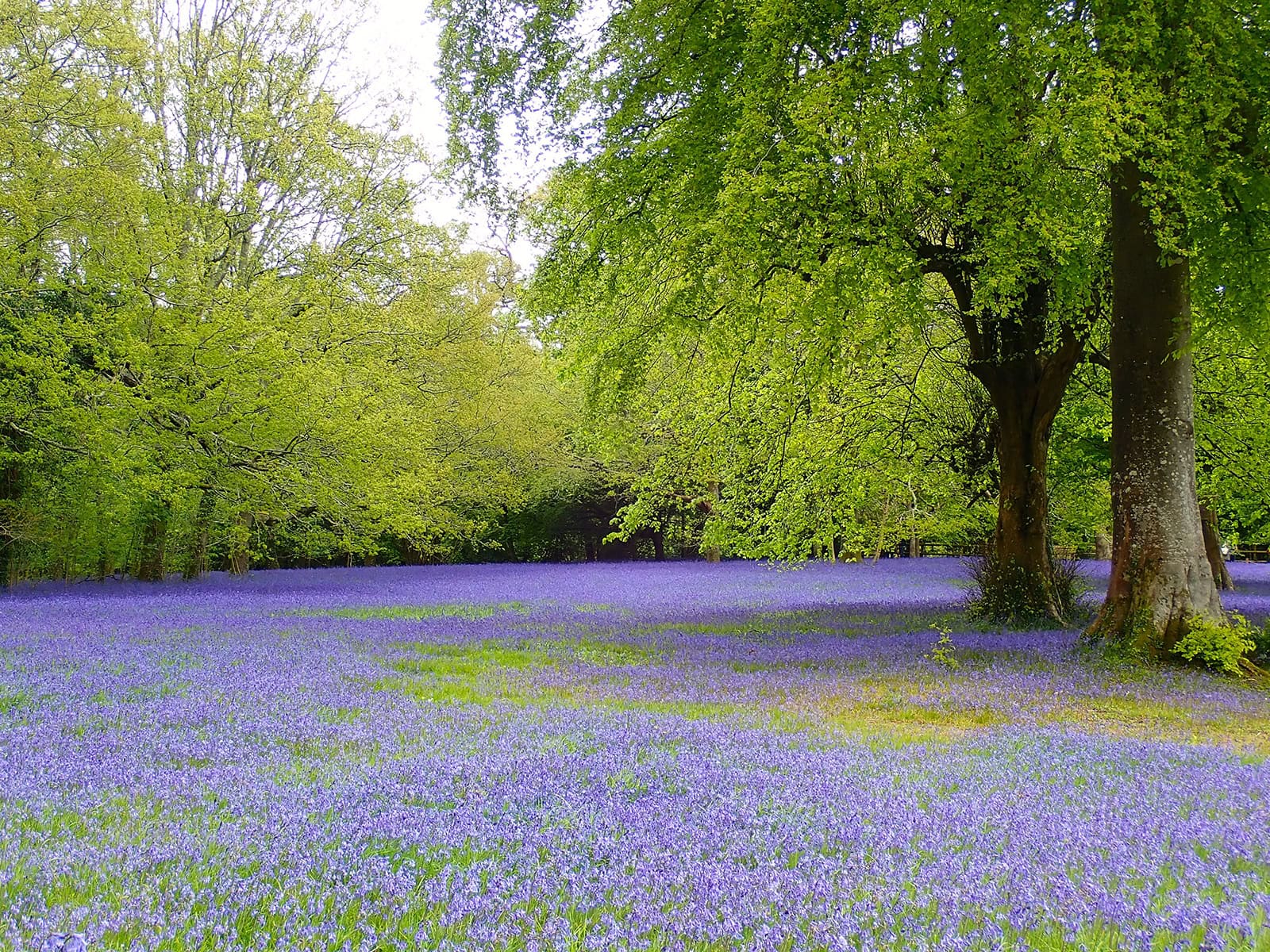 Enys Gardens