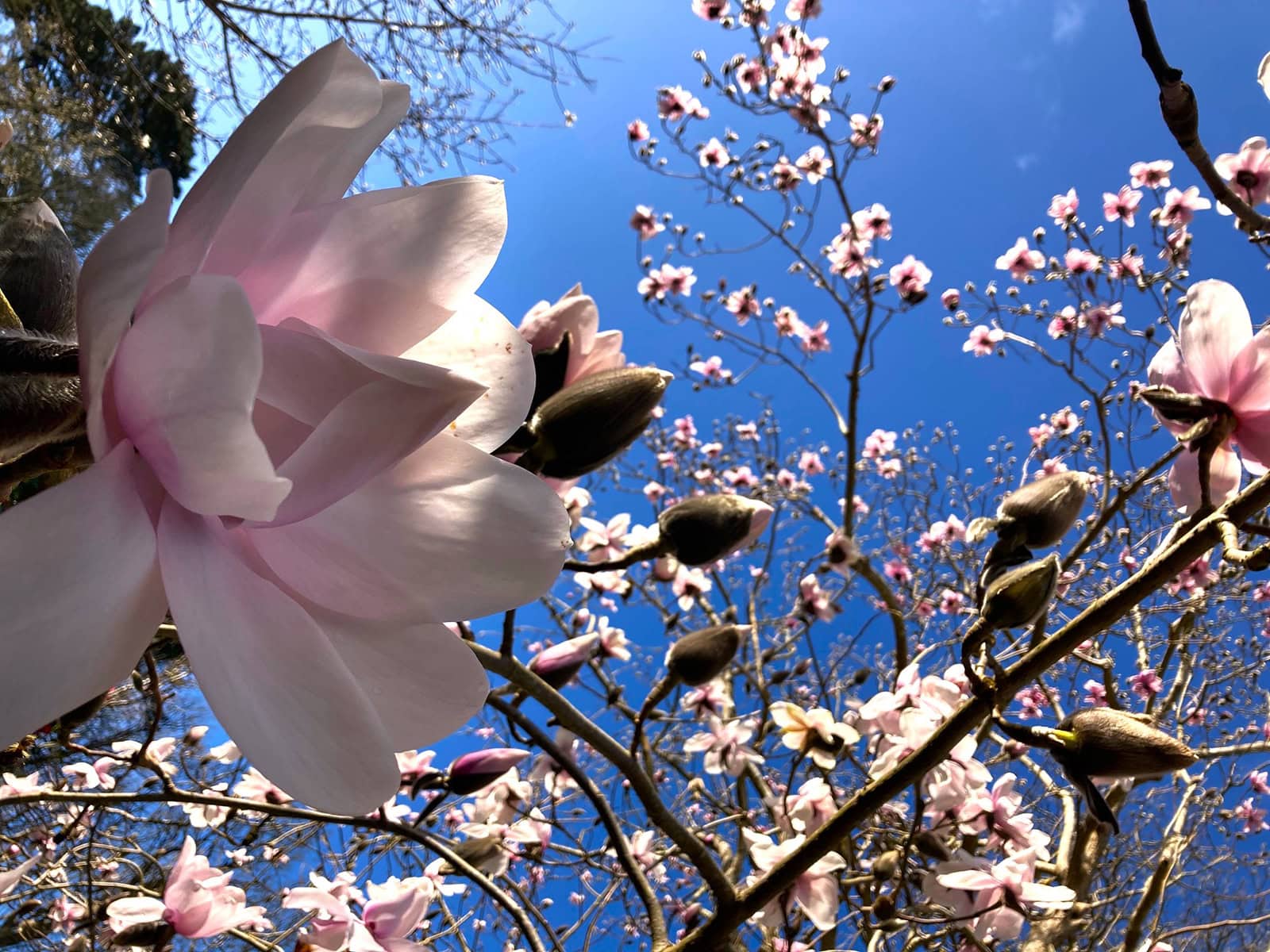 Magnolia at Caerhays