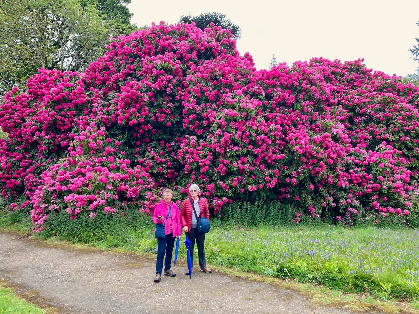 Rhododendron