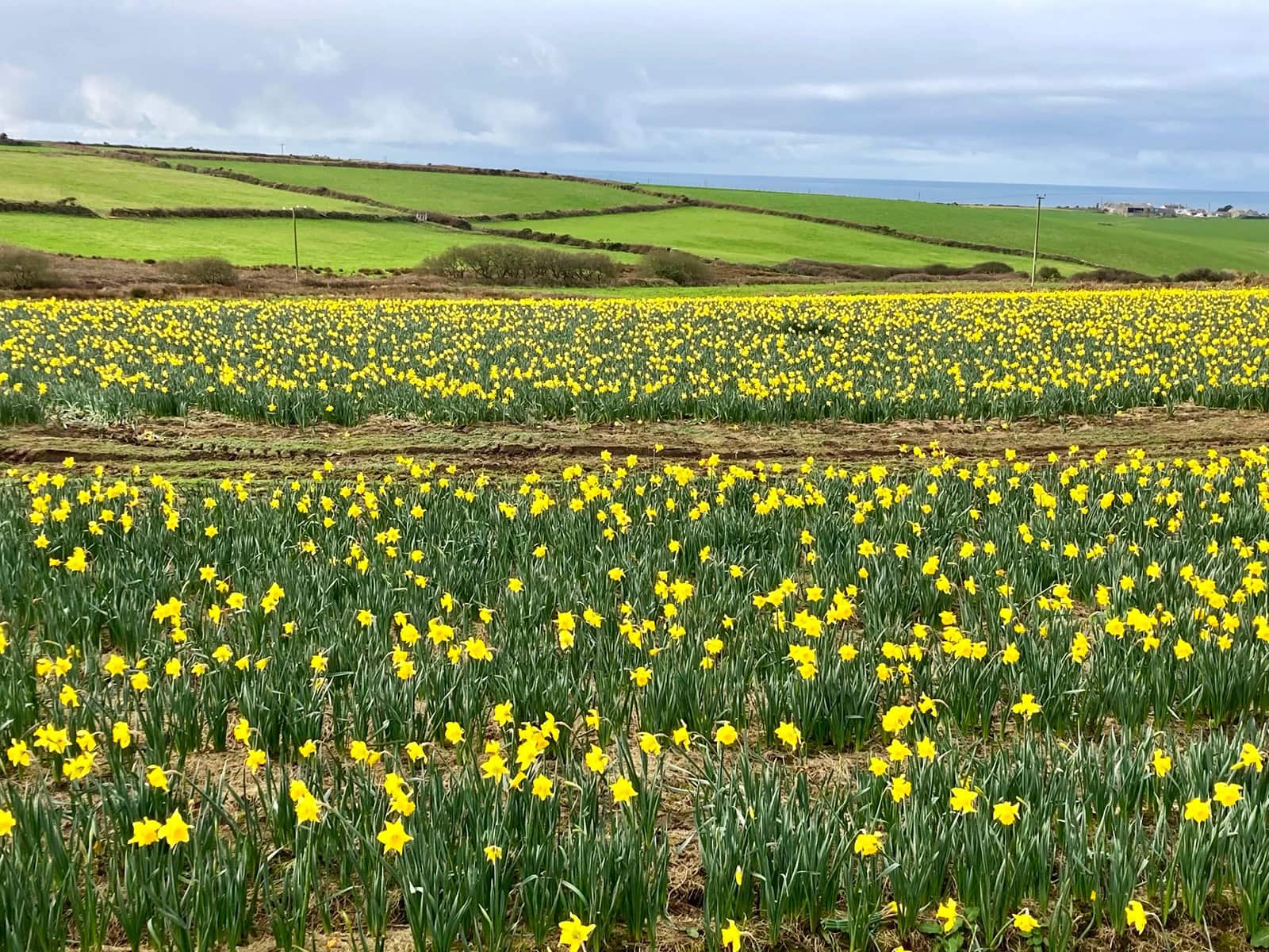 Field of daffodils