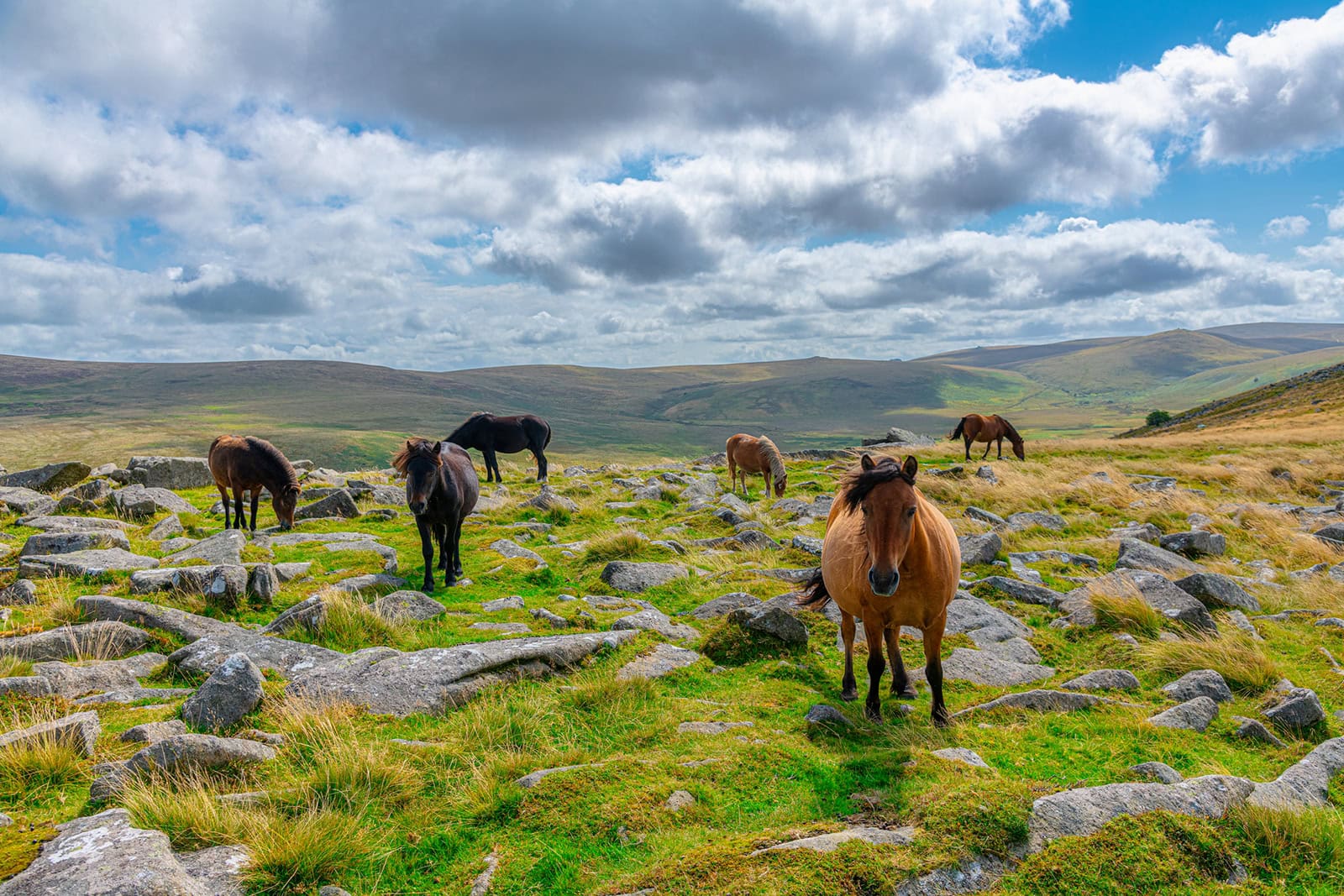 Wild horses on Dartmoor