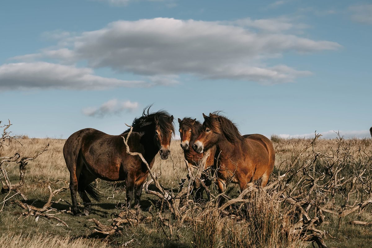 Exmoor Ponies